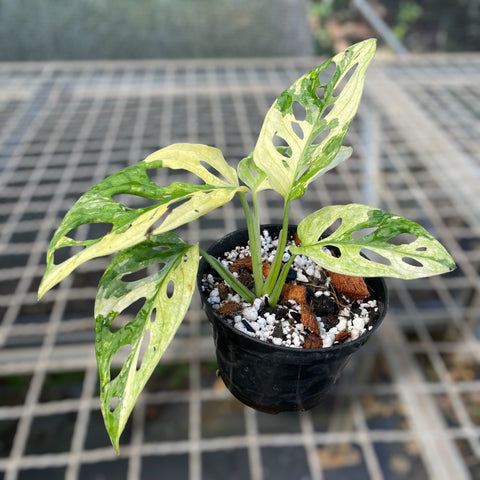 Monstera adansonii variegata