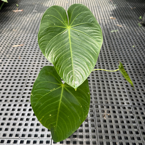 Anthurium aff. Waterburyanum