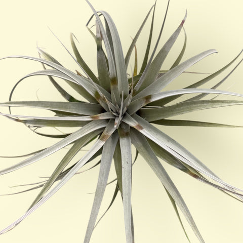 tillandsia xerografica tomaselli