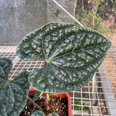 Anthurium Luxurians