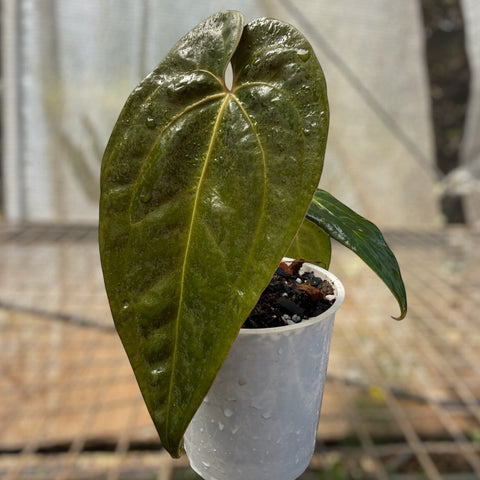 Anthurium Papillilaminum 'self'