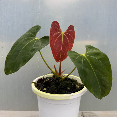 Anthurium papillilaminum 'self'