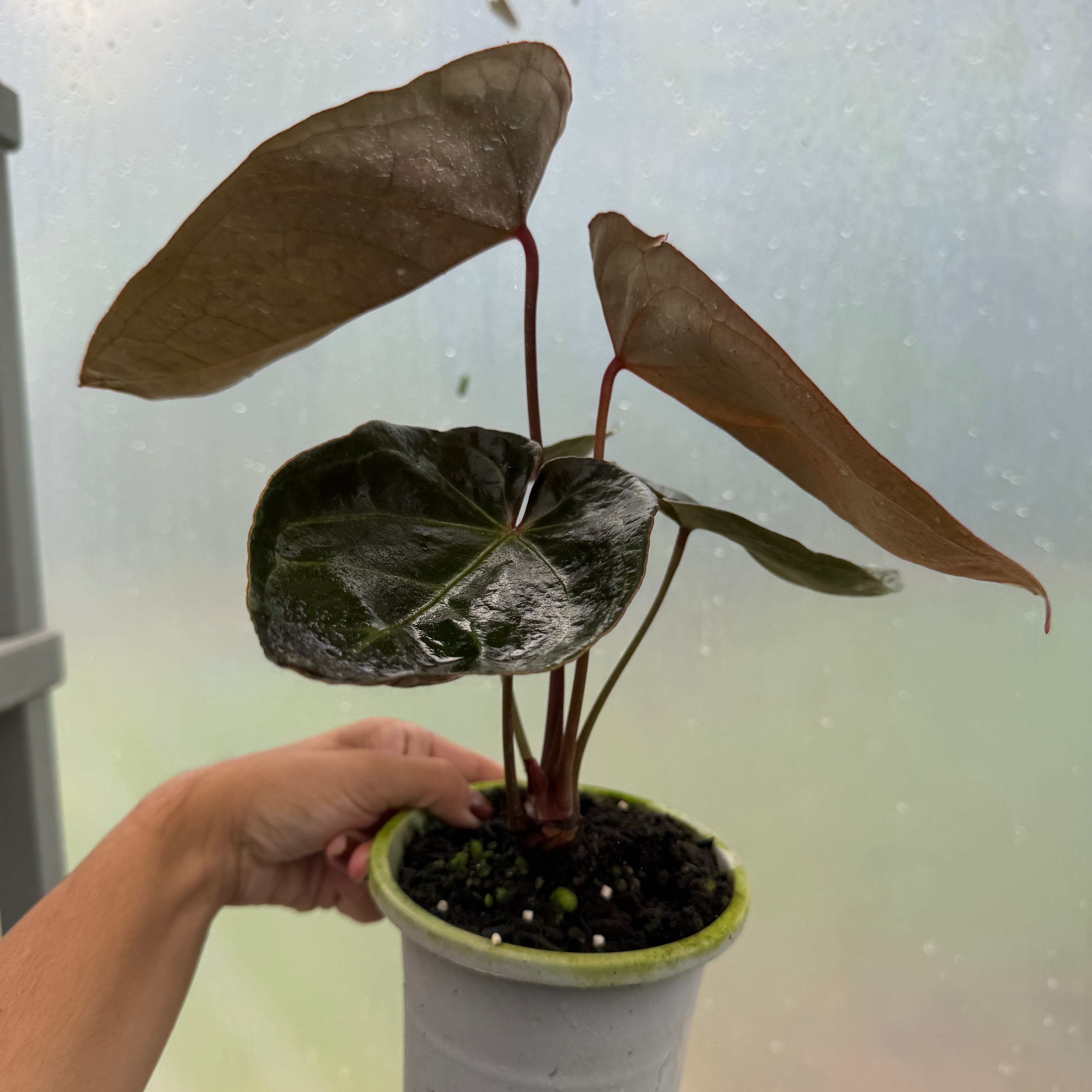 Anthurium 'Ace of Spades' – Entre Raízes Botânica
