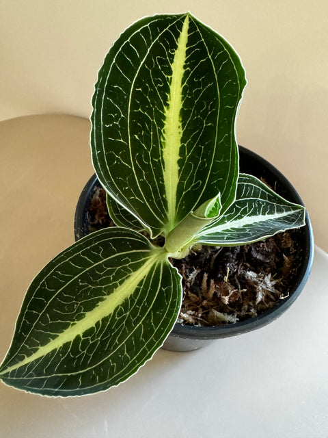 Anoectochilus roxburghii - verde com rede branca