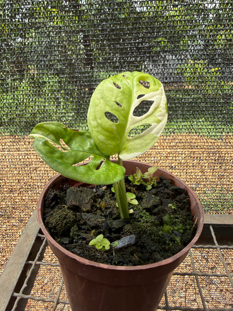 Monstera adansonii variegata