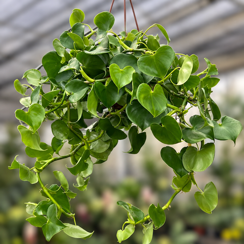 Philodendron Grazielae