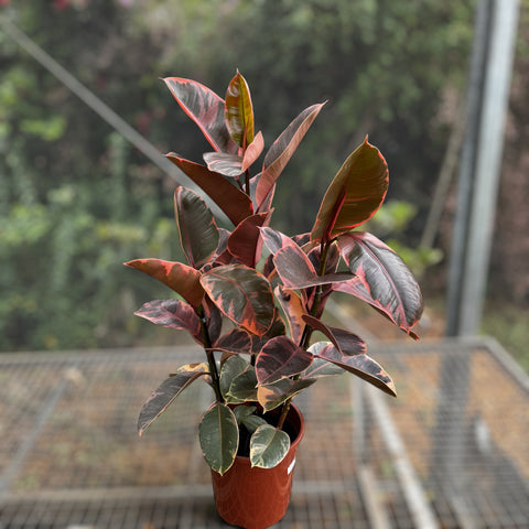 Ficus elástica ruby