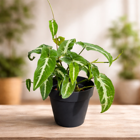 Singônio Wendlandii + Cachepot Preto