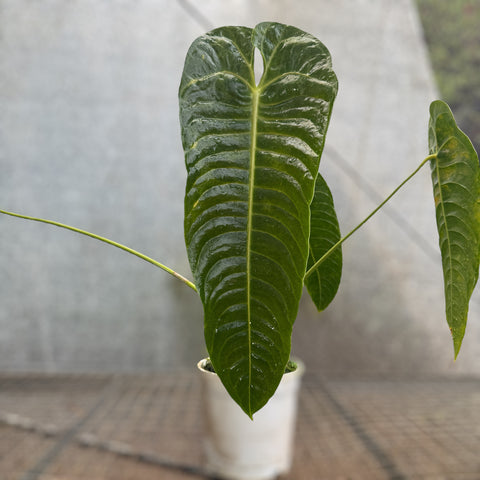 Anthurium Veitchii x Nymphaeifolium
