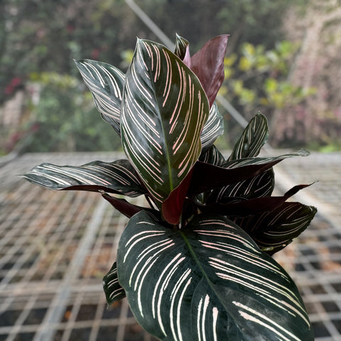 Calathea ornata