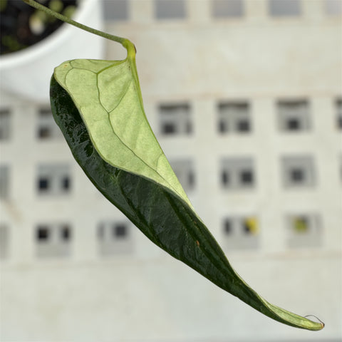 Anthurium 'Electric spoon'