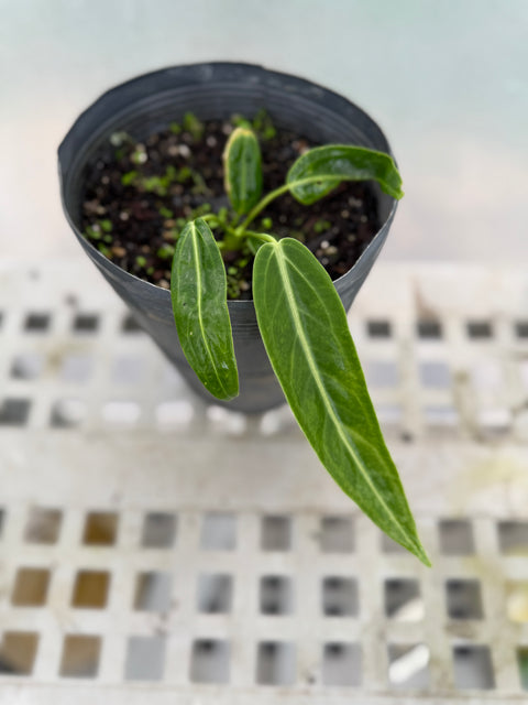 Anthurium warocqueanum
