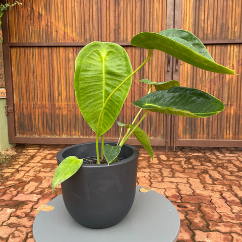 Anthurium peltigerum