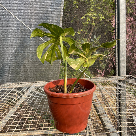 Monstera deliciosa 'Thai constellation'