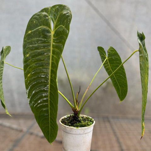 Anthurium Veitchii x Nymphaeifolium