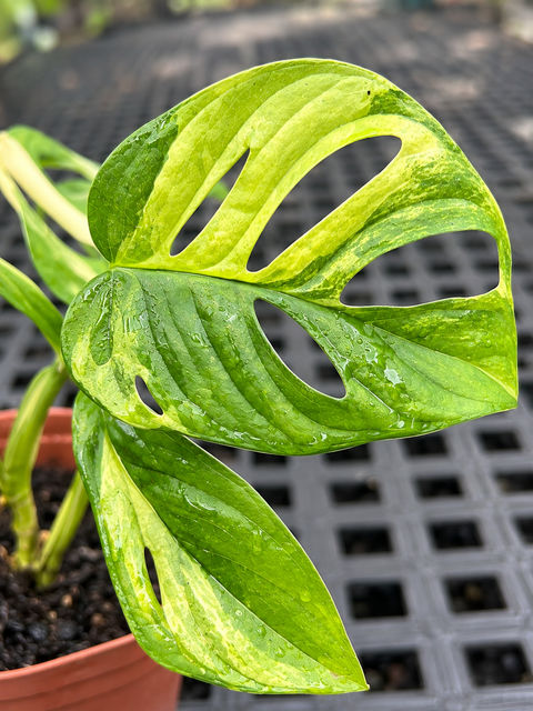 Monstera adansonii Áurea Variegata