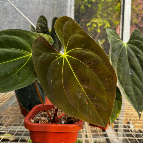 Anthurium Papillilaminum 'Guna Yala'