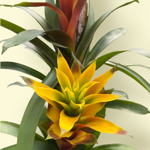 Bromélias e Tillandsias