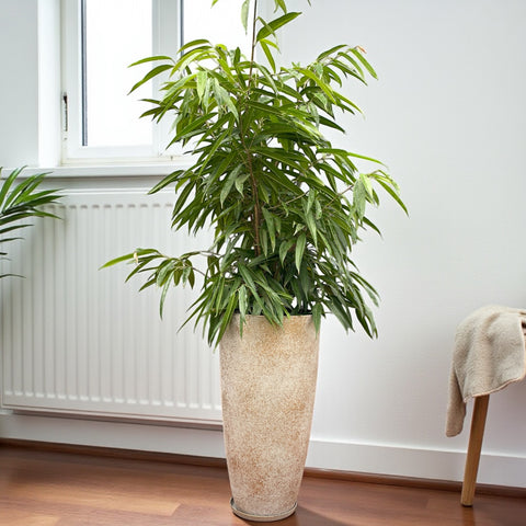 Ficus Alii + Vaso Concreto Dourado