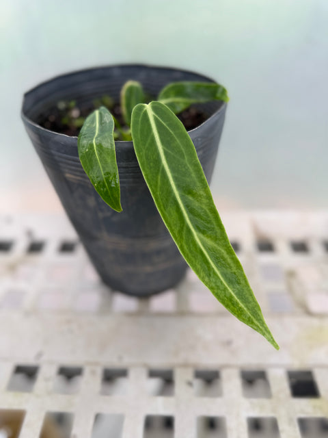 Anthurium warocqueanum