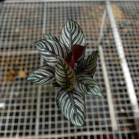 Calathea ornata