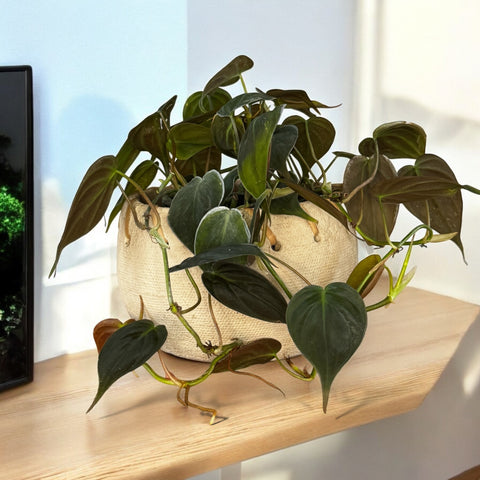 philodendron micans + cestinha em cimento P