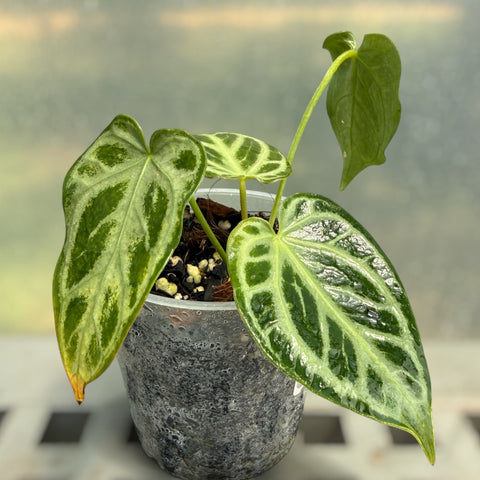 Anthurium Crystallinum 'Silver Blush'