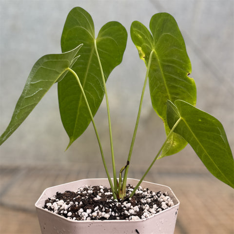 Anthurium Veitchii x Nymphaeifolium