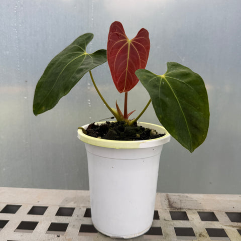 Anthurium papillilaminum 'self'