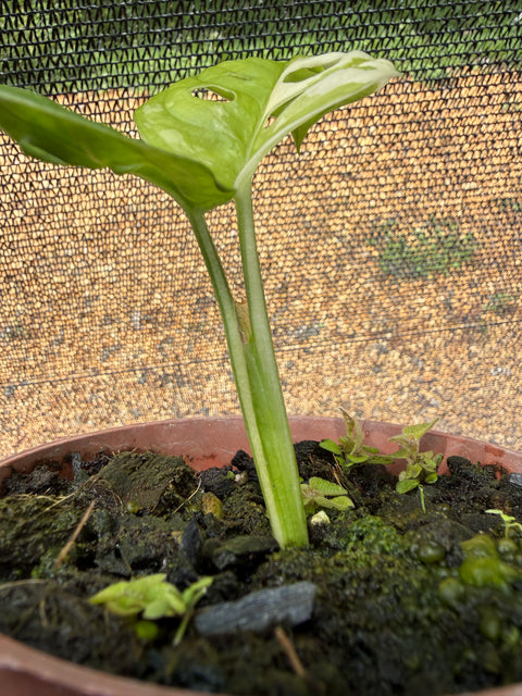 Monstera adansonii variegata