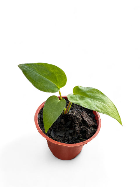 Anthurium gladiifolium