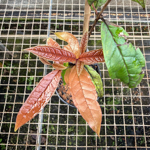 Araçá-piranga (Eugenia leitonii) – muda