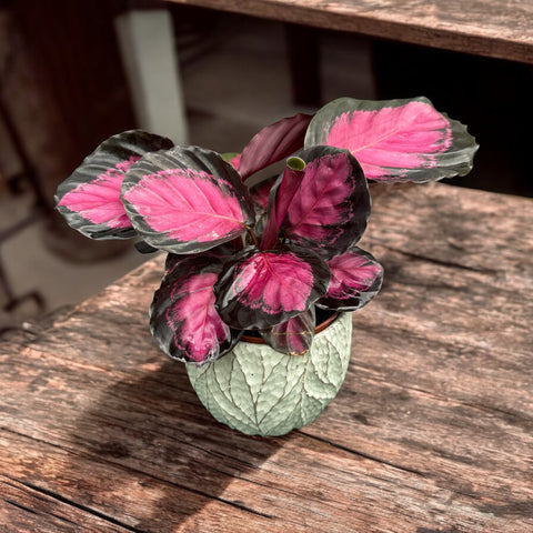 Calathea  crimson + cachepot folhas