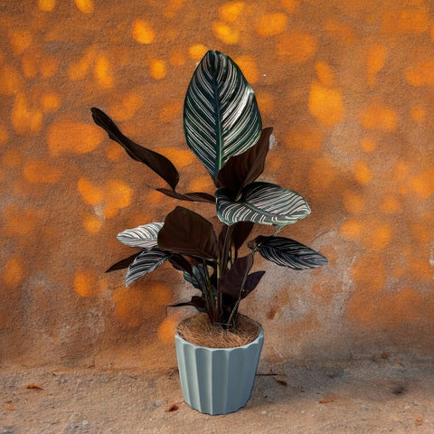 Calathea  ornata + cachepot origami