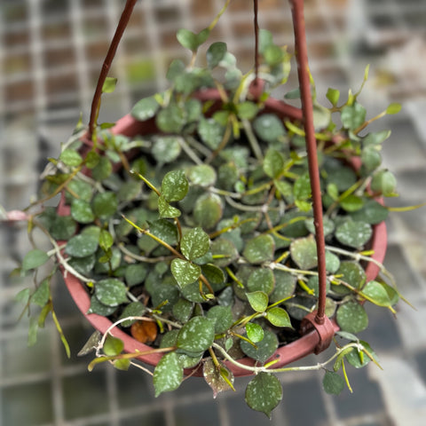 Hoya Curtisii