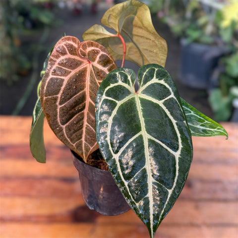 Anthurium Botanic - variação 08