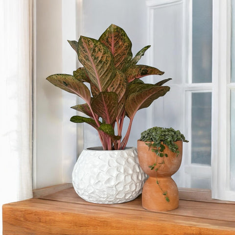 Aglaonema karat + cachepot conchas