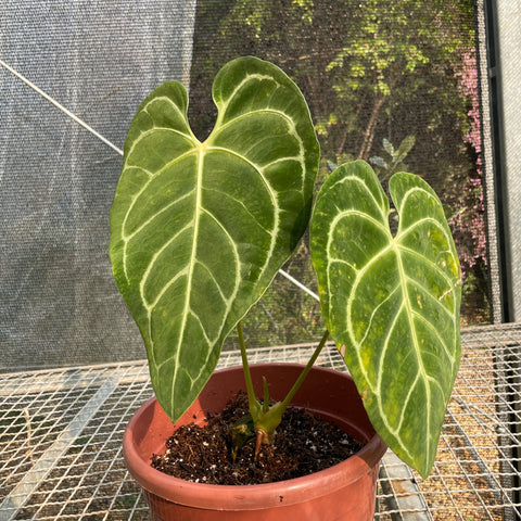 Anthurium regale