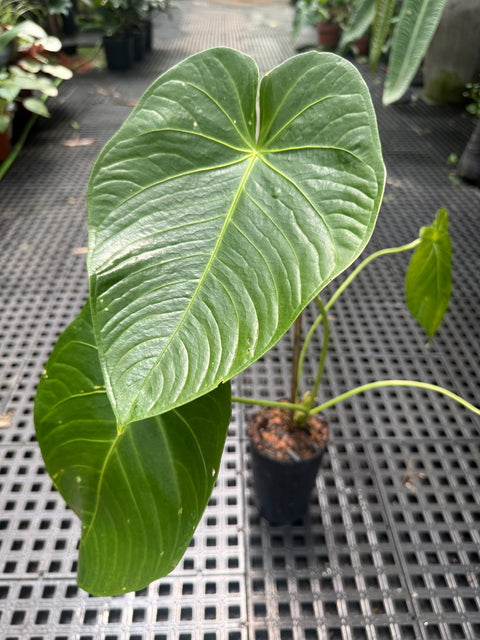 Anthurium aff. Waterburyanum