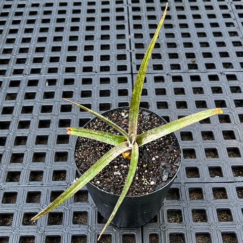 Dyckia jonesiana