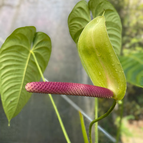 Anthurium Veitchii híbrido