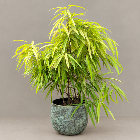 Ficus Alii Variegata + Cachepot Ellisa