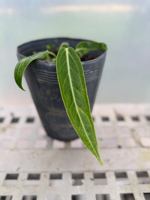 Anthurium warocqueanum