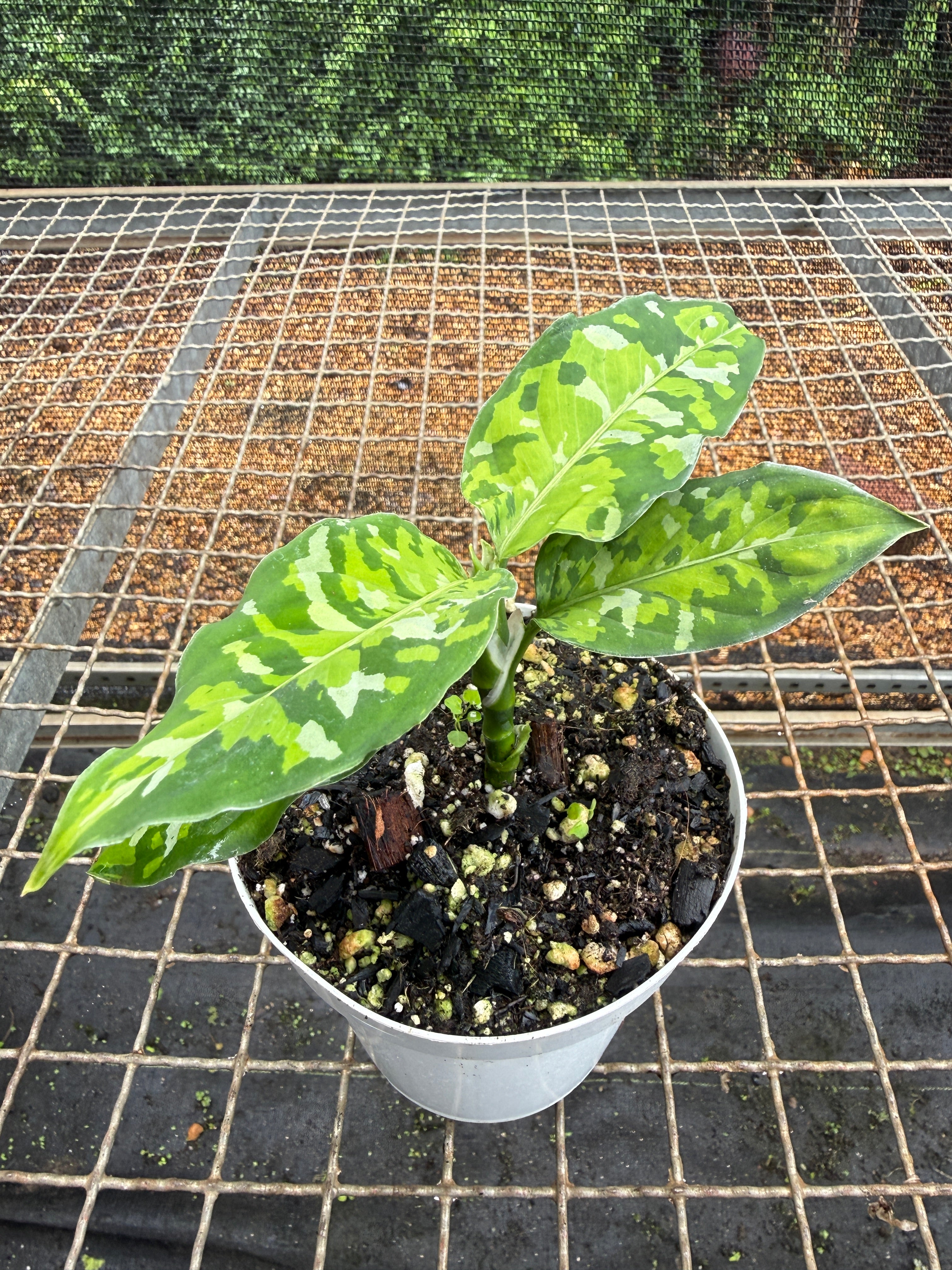 【Weed】Aglaonema pictum Aglaonema Pictum Tricolor その他観葉植物