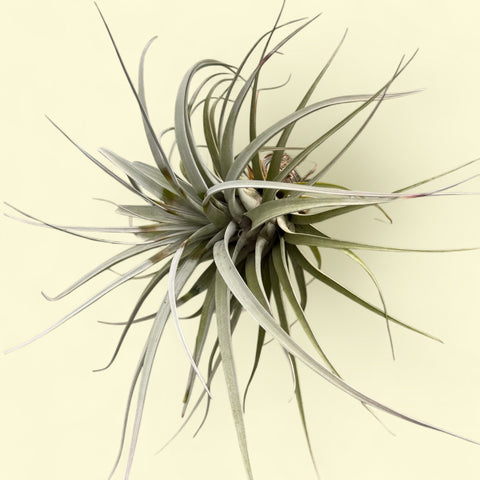 tillandsia xerografica tomaselli