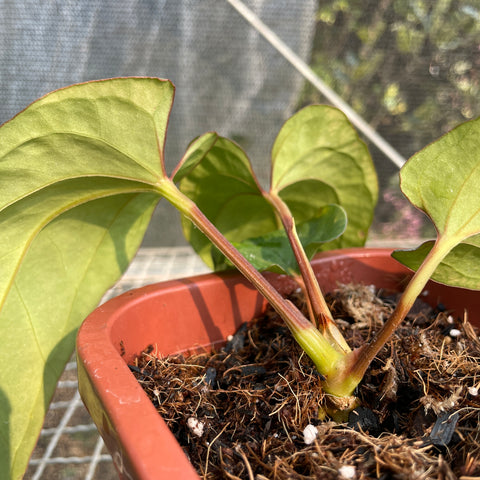 Anthurium Dressleri