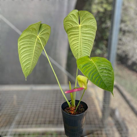 Anthurium Veitchii híbrido