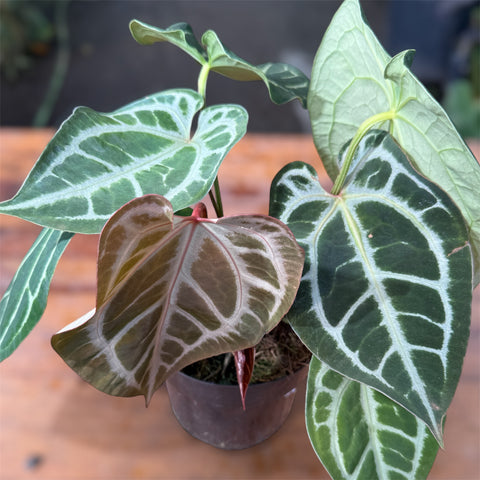 Anthurium Botanic - variação 04