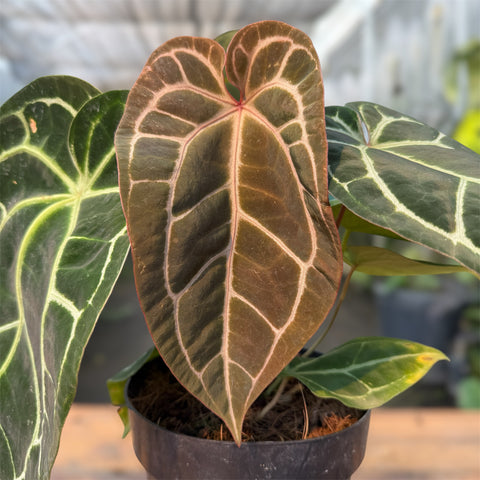 Anthurium Botanic - variação 08
