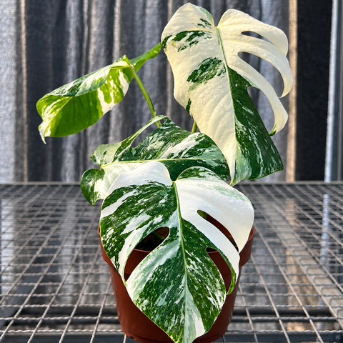 Monstera Albo 'Variegata' - alta variegação